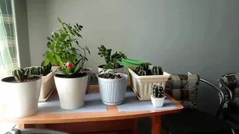 Crazy Milf Fucks Herself With Cactuses