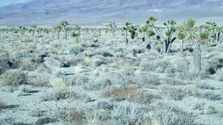 Desert Nymph Goddess Experiences Human Cock In Desert: Brandibraids