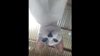 With Her Cute Little Cat