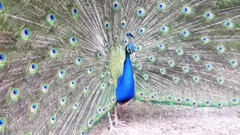 Birds Mating Dance Of Peacock Reaction