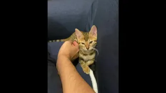 (Vertical Video) Pussy Gets Comfortable With Massage… The Kitty Who Was In Good Health Is Enrapt